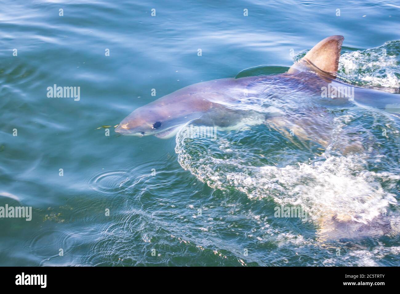 Great White Shark (Carcharodon carcharias) cage diving, Seal Island, Mossel Bay, South Africa