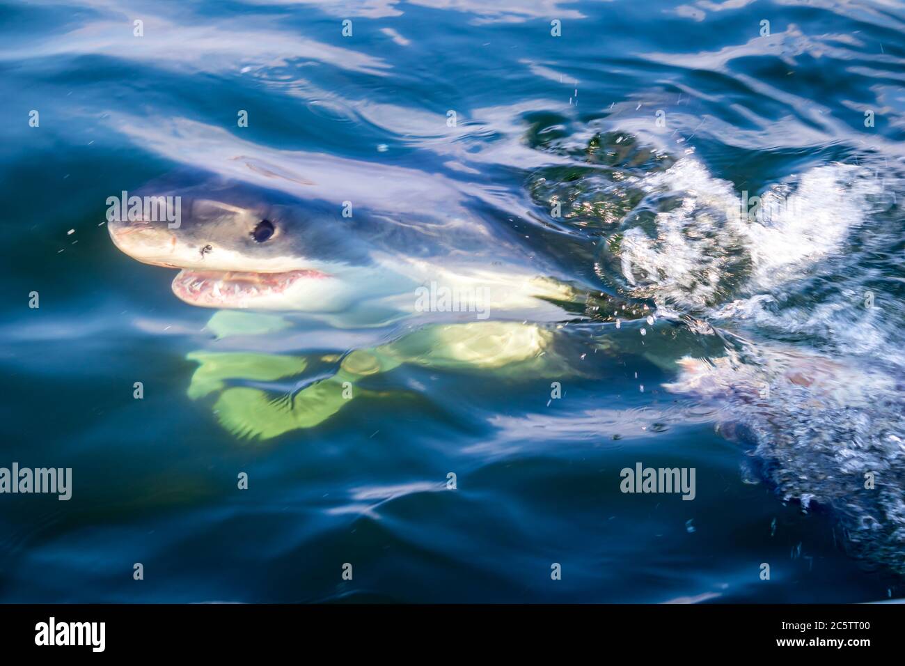 Great White Shark (Carcharodon carcharias) cage diving, Seal Island, Mossel Bay, South Africa