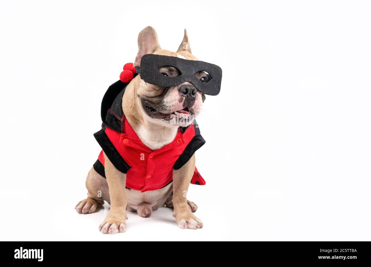 cute french bulldog with a super hero costume isolated on white background. pet and animal concept Stock Photo