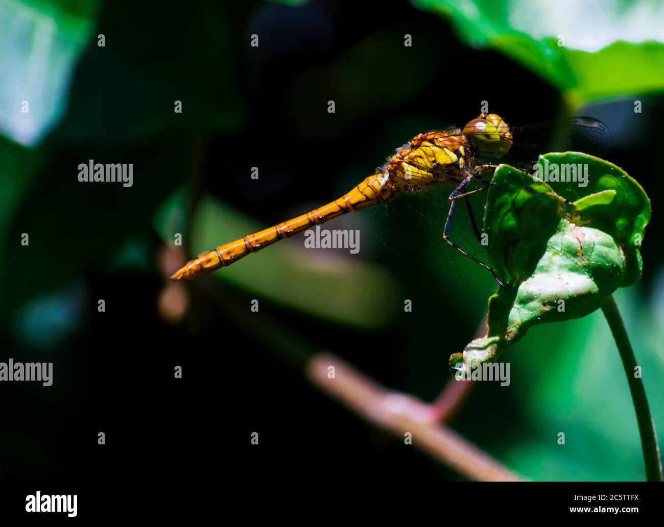 Dragonfly resting in the sun on an ivy leaf Stock Photo - Alamy