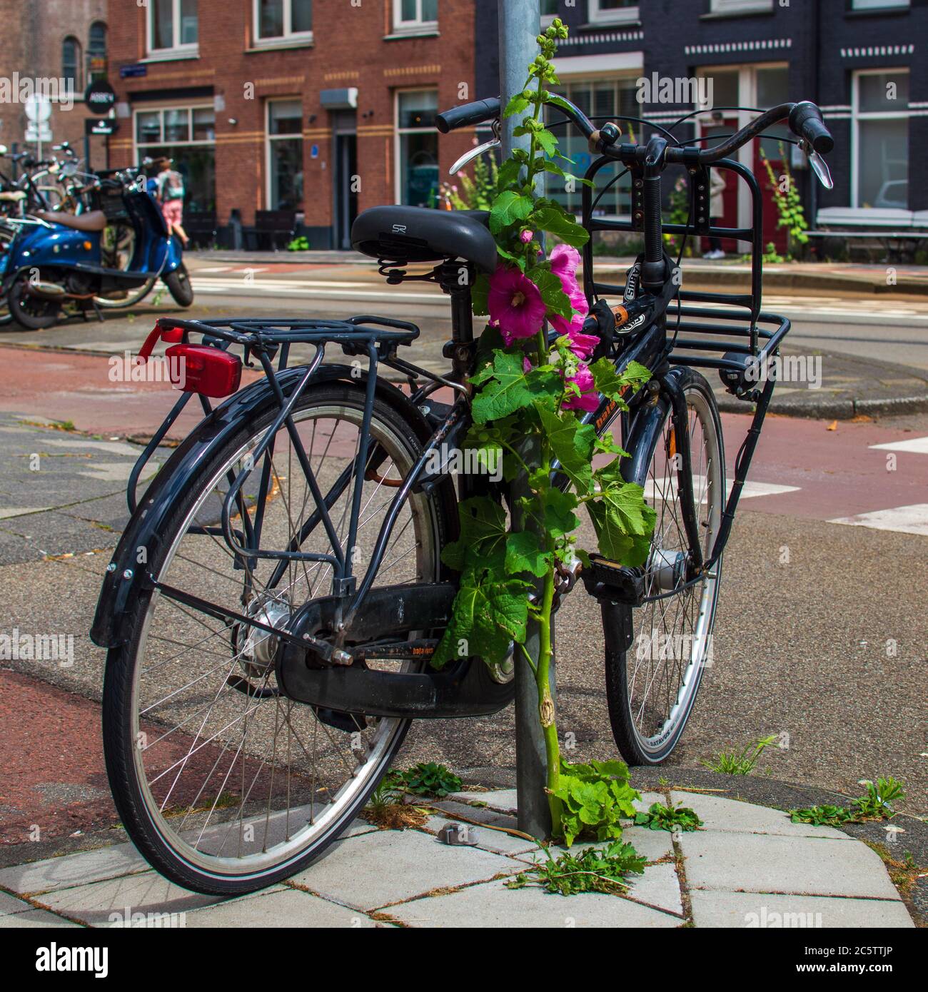 AMSTERDAM, THE NETHERLANDS, JULY 1, 2020. Bicycle parked against a pole and pink hollyhock Stock Photo