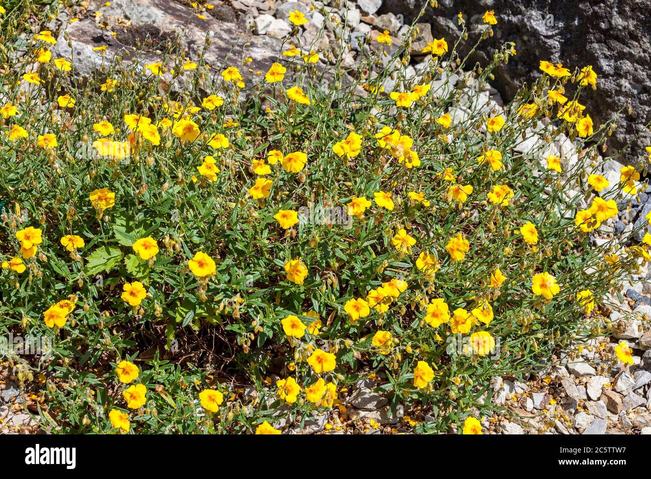 Helianthemum 'Ben Fhada' a yellow herbaceous springtime summer flower plant commonly known as rock rose Stock Photo