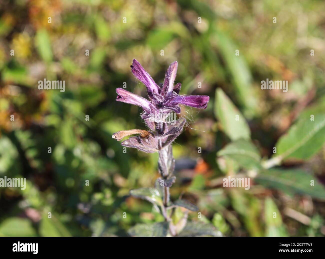 Close up of Bartsia alpina, known as alpine bartsia or velvetbells Stock Photo