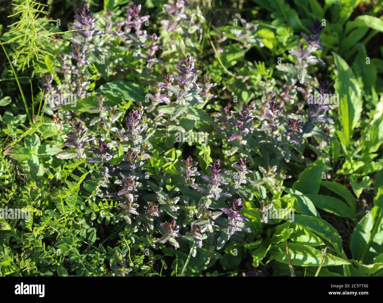 Close up of Bartsia alpina, known as alpine bartsia or velvetbells Stock Photo