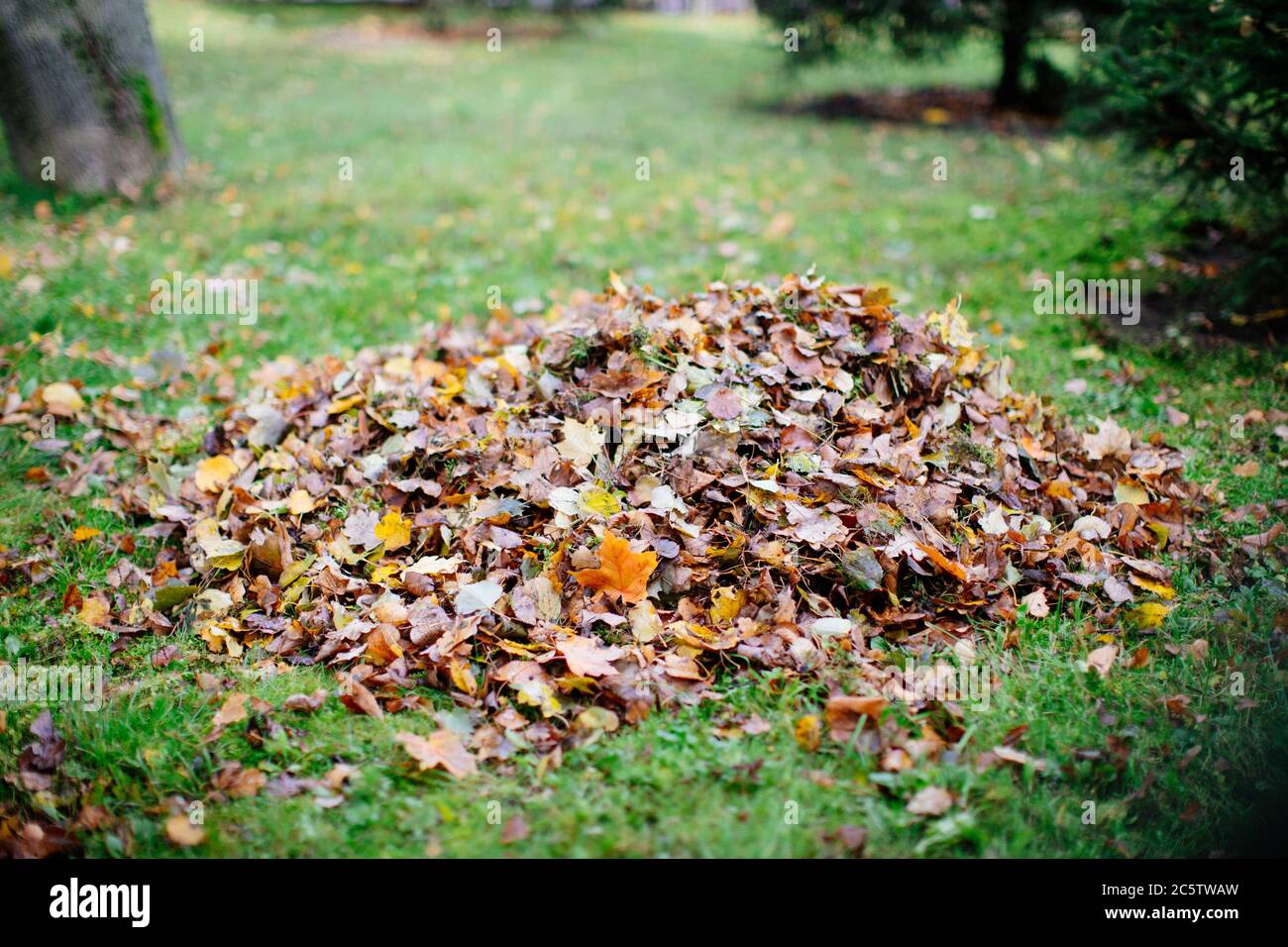 Dry foliage, collected in heaps during cleaning in autumn. Fallen leaves collected in pile. Stock Photo
