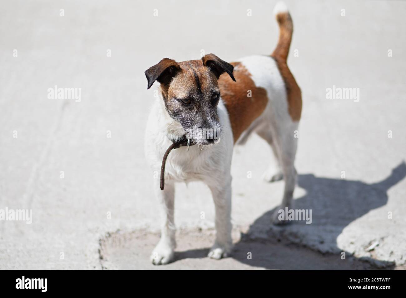 beautiful thoroughbred dog Jack Russell on  light background,  white dog with brown spots on the body,  sticking tail,  healthy and active animal, sel Stock Photo