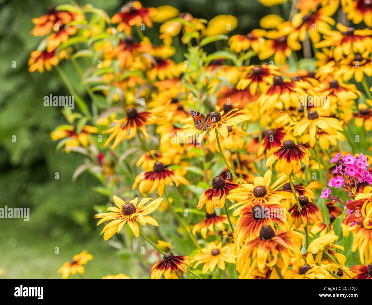 Fall Rudbeckia Rudbeckia in an autumn plot. Common names of coneflowers and black-eyed ...