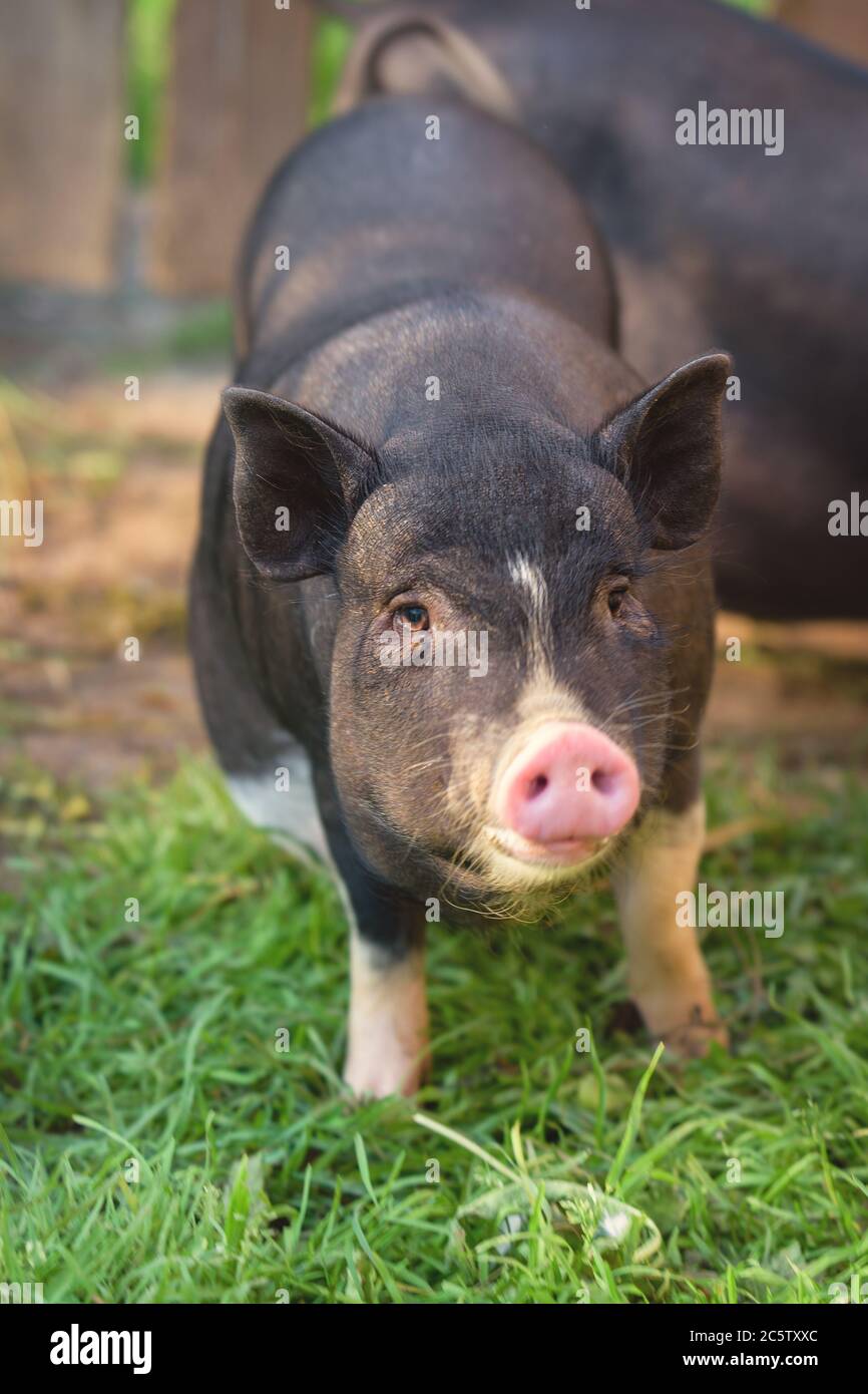 Cute pig, black, looks at you. A little pig runs through the green grass. Black pig with a pink heel. Stock Photo