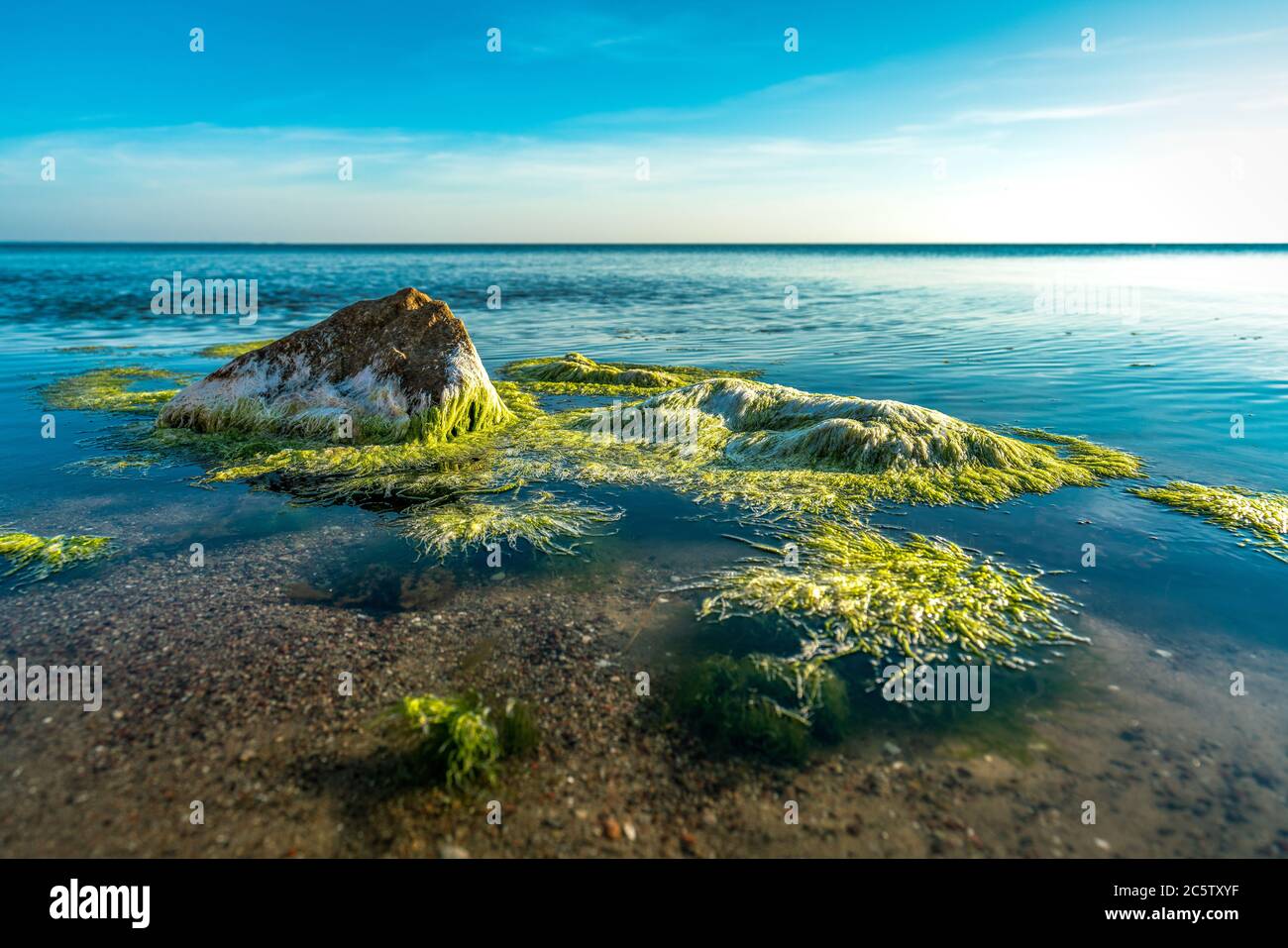 Green algae moving in the clear ocean water of the baltic sea Stock Photo