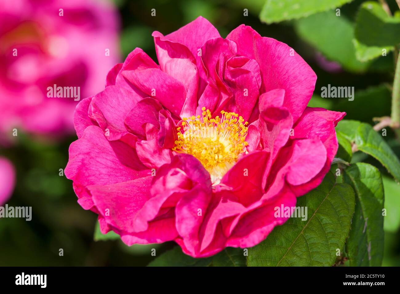 Rose gallica var. officinalis a springtime summer red flower shrub coomonly knowm as old red damask Stock Photo