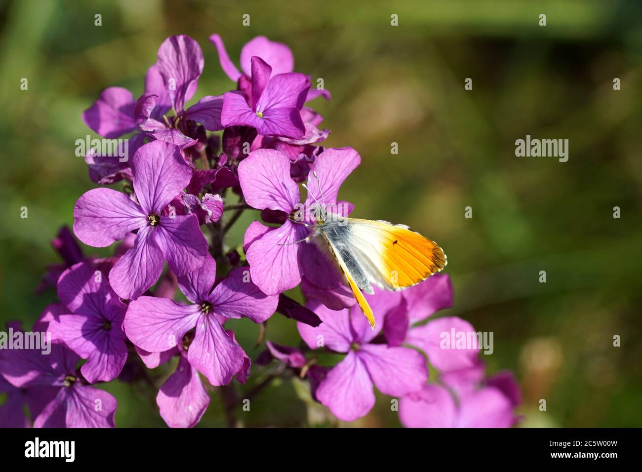 Annual honesty (Lunaria annua). Crucifers, cabbage family (Brassicaceae). Orange tip (Anthocharis cardamines). Family Pieridae. Spring, Nettherlands Stock Photo