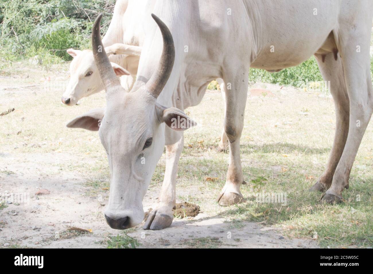 Indian cow and calf hires stock photography and images Alamy