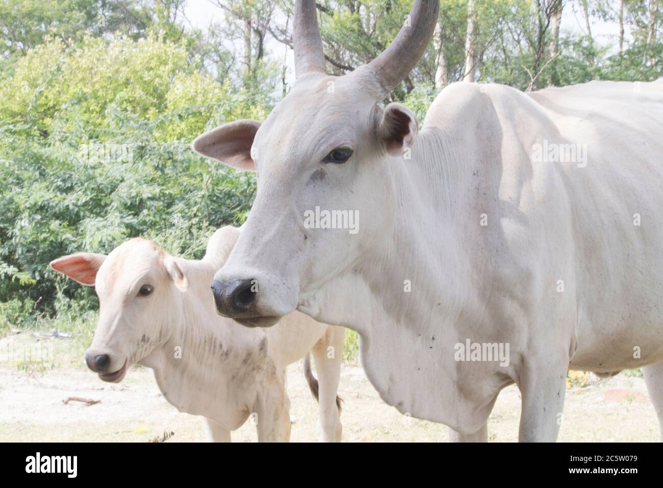 Indian Cow And Calf High Resolution Stock Photography and Images Alamy