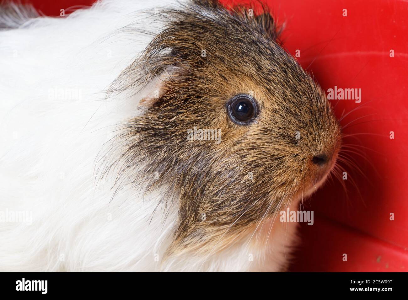 Brown and gray guinea pig in a cage Stock Photo - Alamy