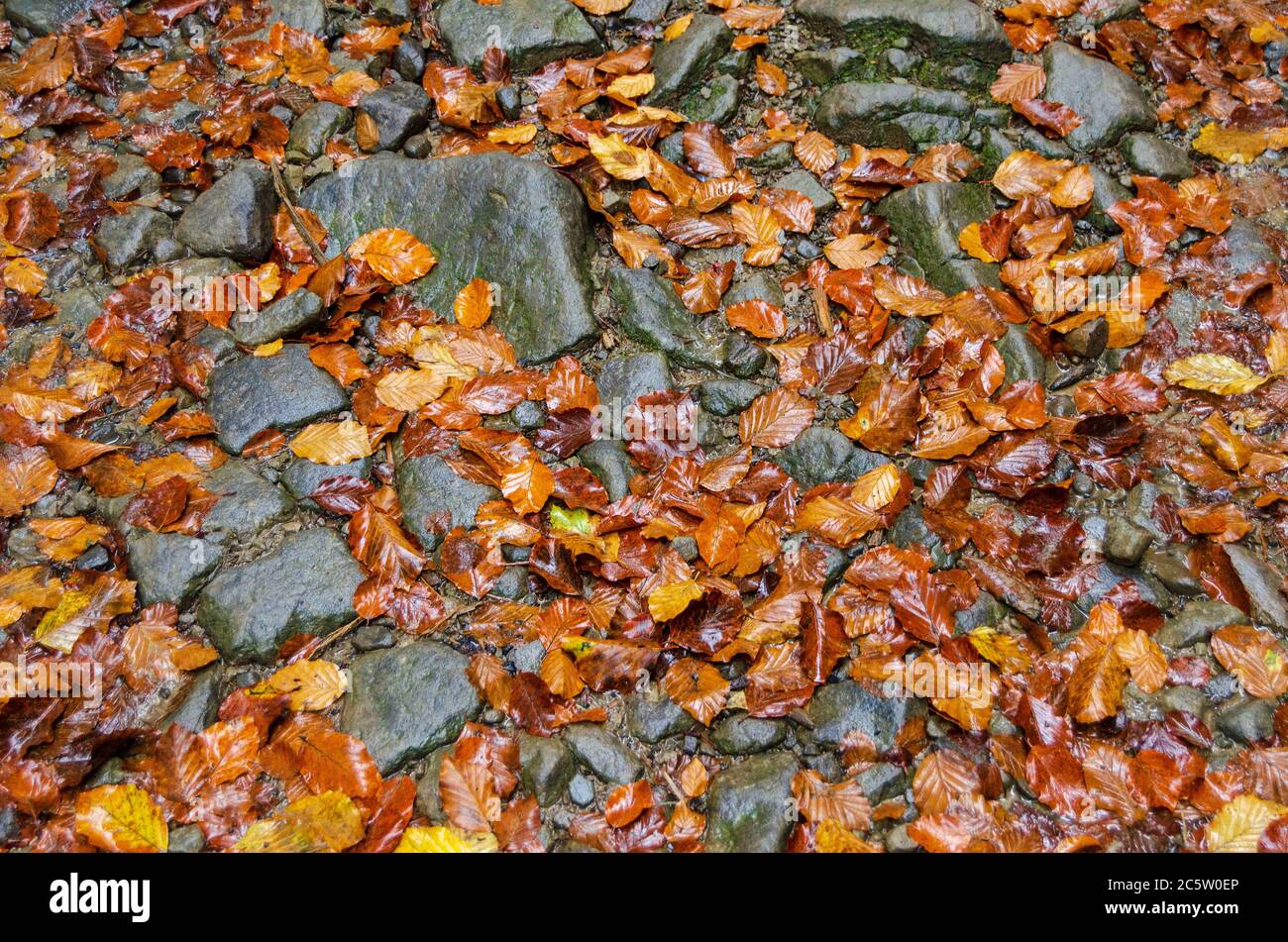 Yellow red wet leaves hi-res stock photography and images - Alamy