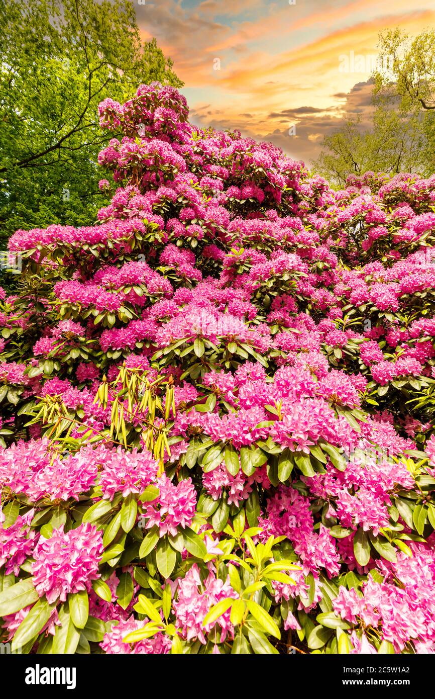 Rhododendron blüte im Frühsommer in einem Park Stock Photo