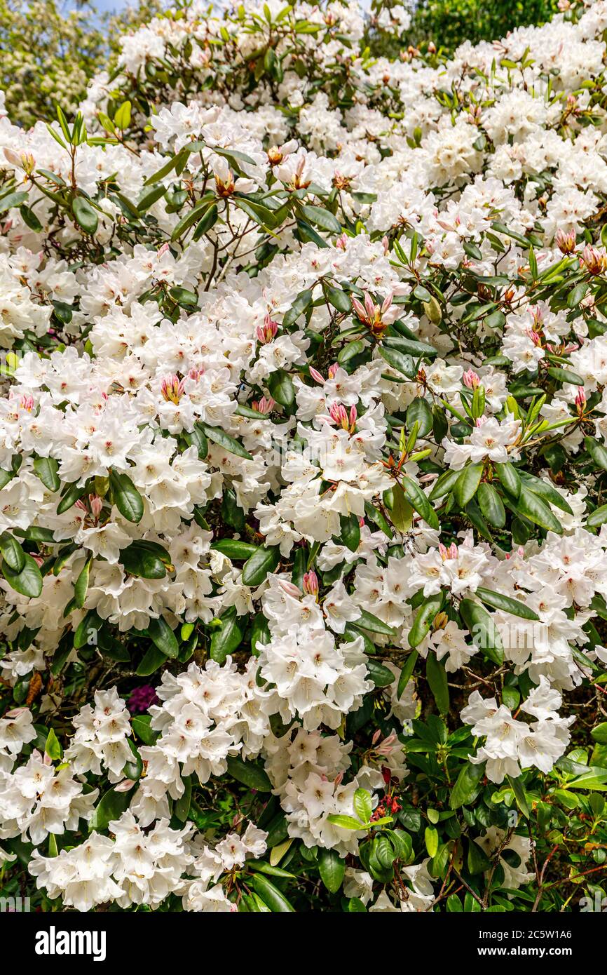White rhododendron bloom in early summer in a park Stock Photo
