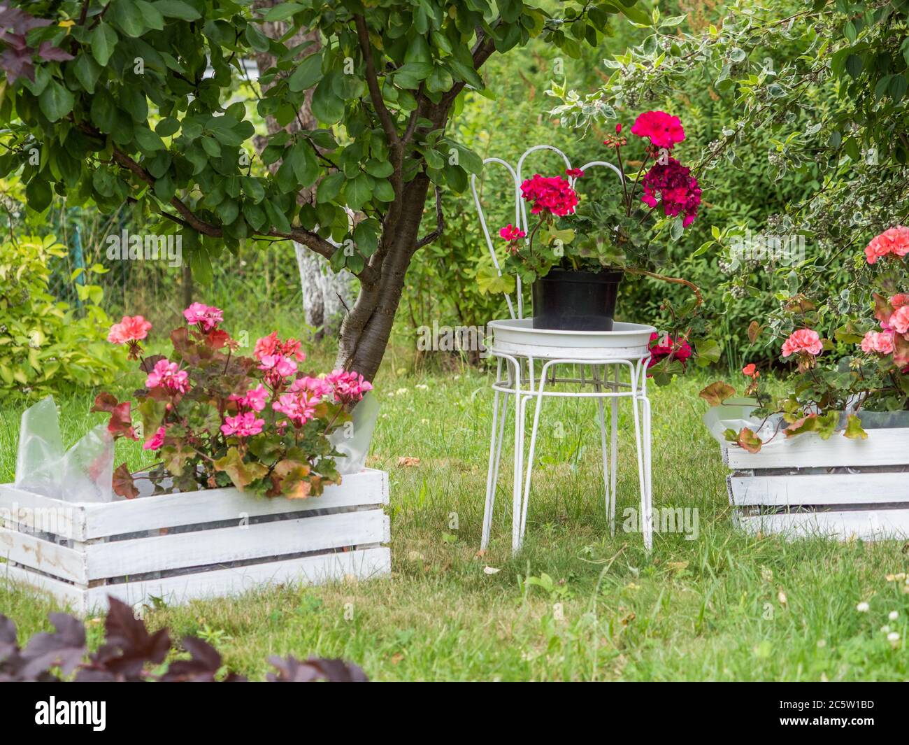 Red geranium on a chair made of white metal on an autumn plot. Allocations in autumn in Poland. Stock Photo