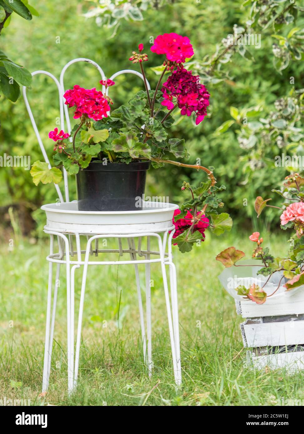 Red geranium on a chair made of white metal on an autumn plot. Allocations in autumn in Poland. Stock Photo