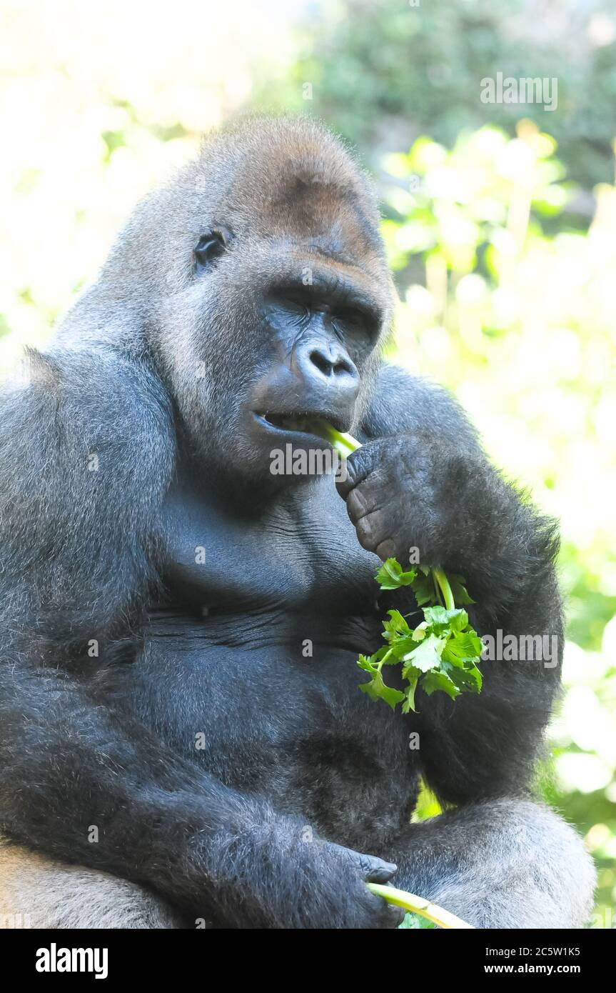 Gorilla hair hi-res stock photography and images - Alamy