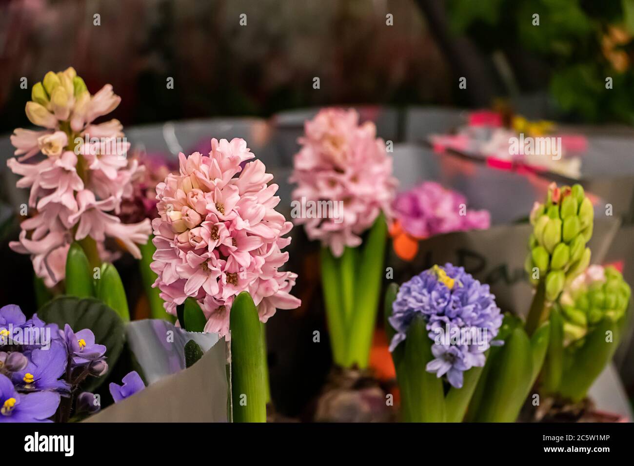 Beautiful blooming spring hyacinths in pots close-up. Stock Photo