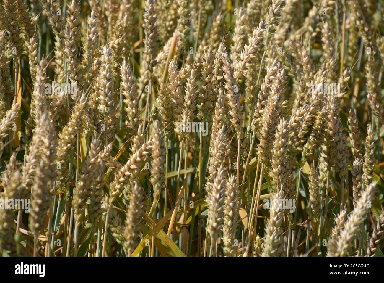 Common wheat bread wheat triticum hi-res stock photography and images ...