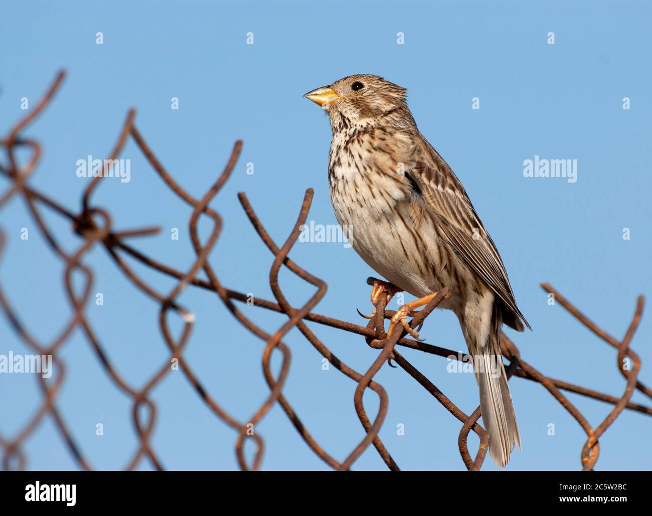 Corn Bunting (Miliaria calandra) adult perched on a fence Stock Photo