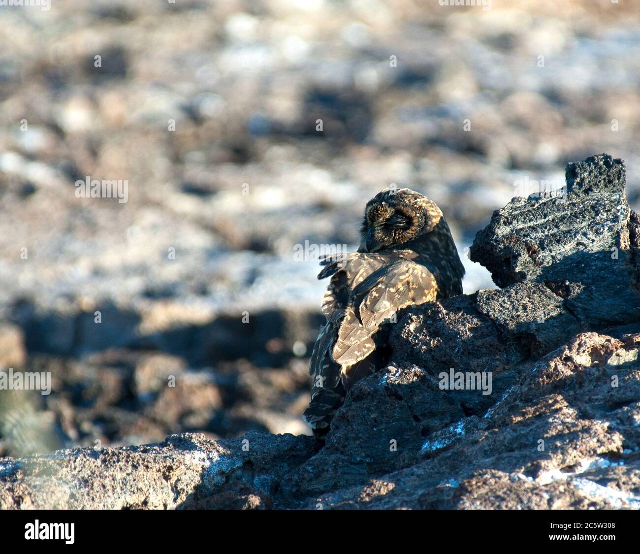 Galapagos short-eared Owl (Asio flammeus ssp. galapagoensis) perched between rocks Stock Photo