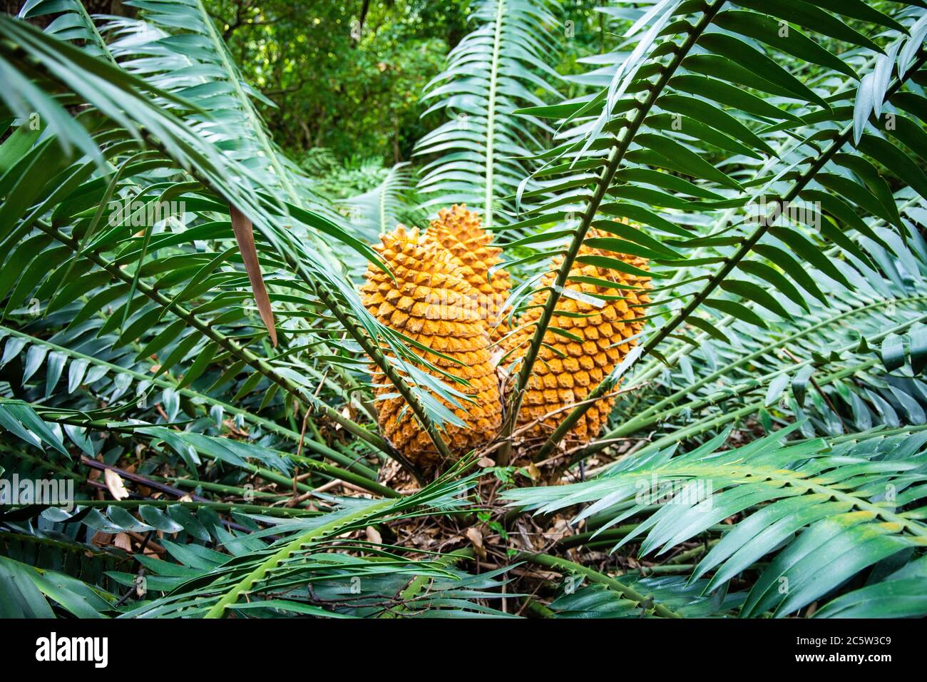 The rare Baberton Cycad growing in Cape Town Botanical Gardens, South Africa Stock Photo