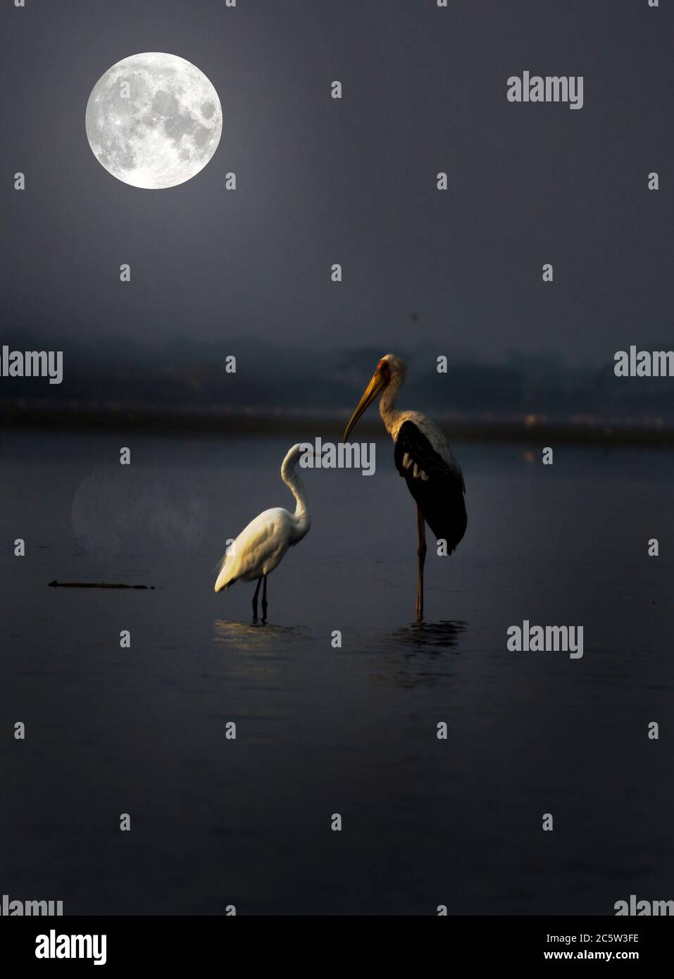 Painted stork and great egret standing in a lake at night in moon light Stock Photo