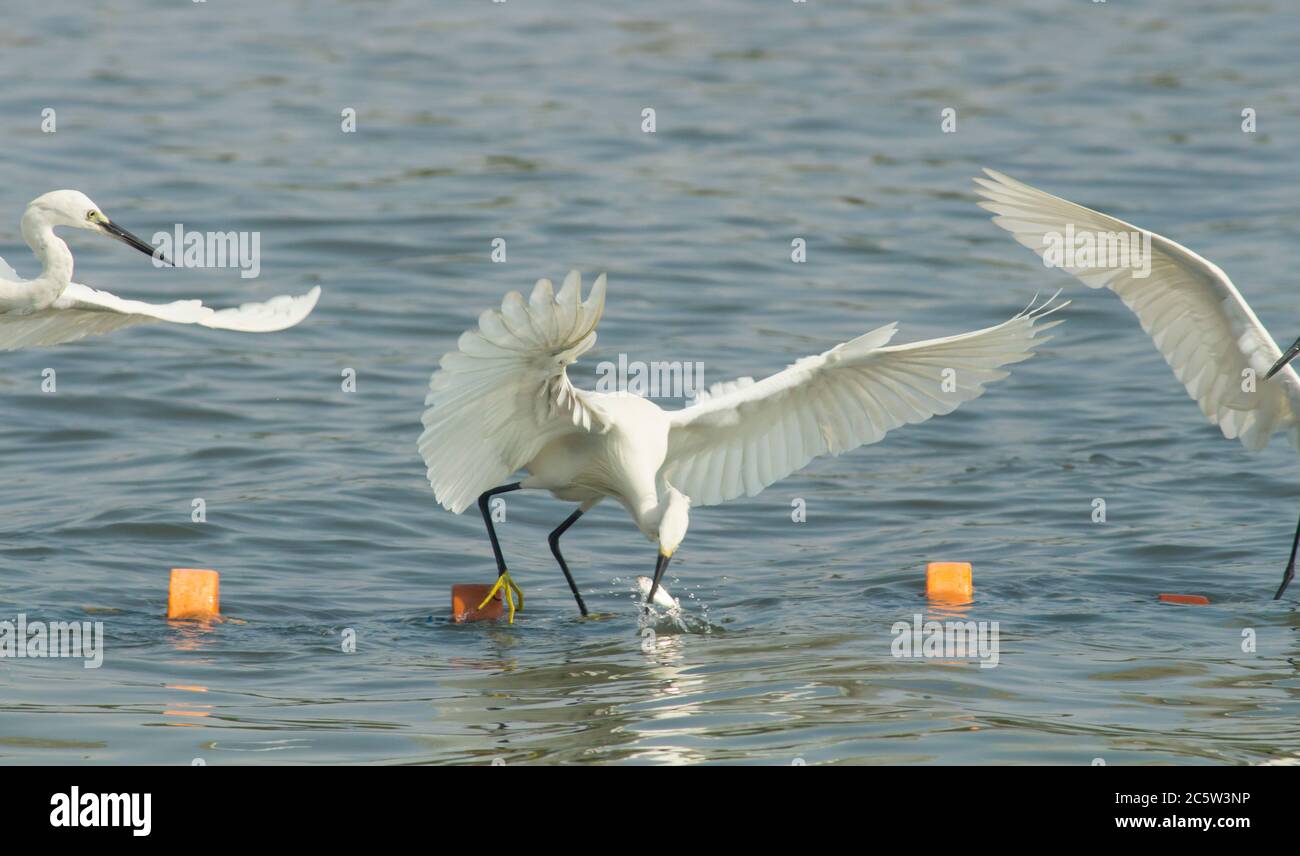 Egrets catching fish in lake Stock Photo