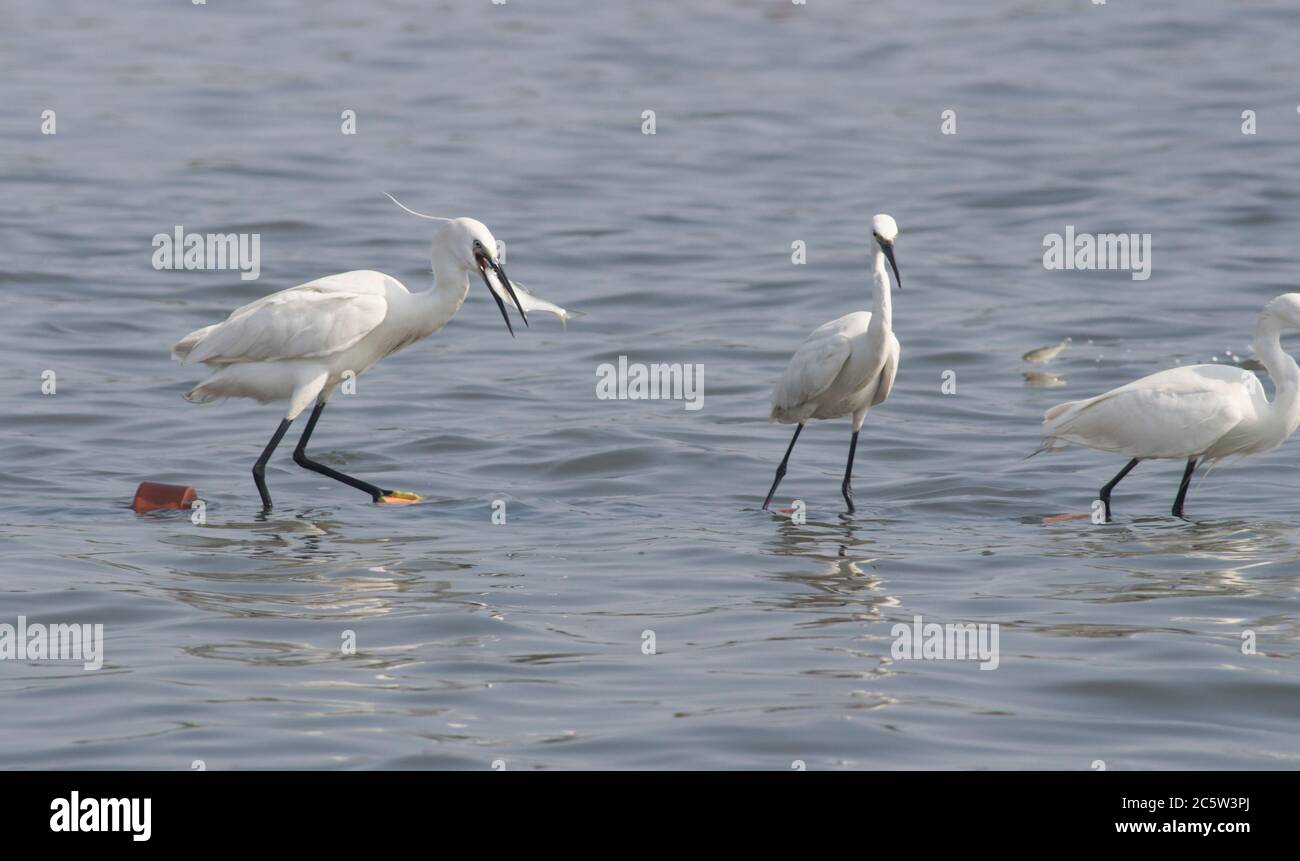 Egrets catching fish in lake Stock Photo