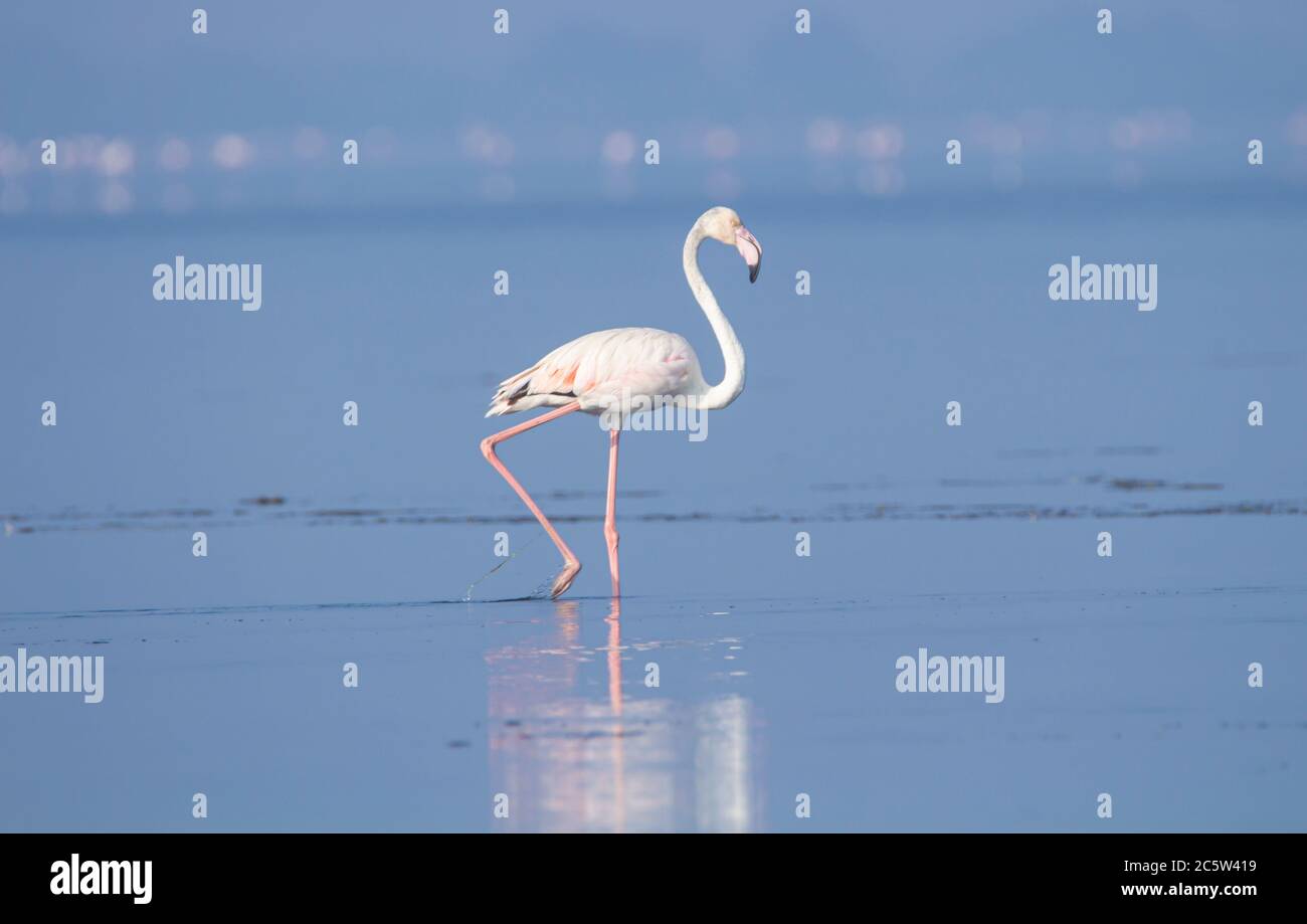 Lesser flamingo standing in lake Stock Photo
