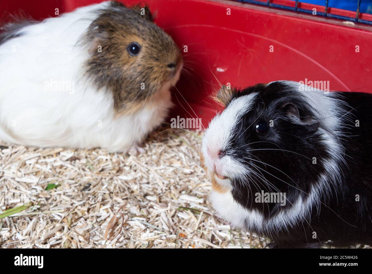 Two guinea pigs in a cage Stock Photo Alamy