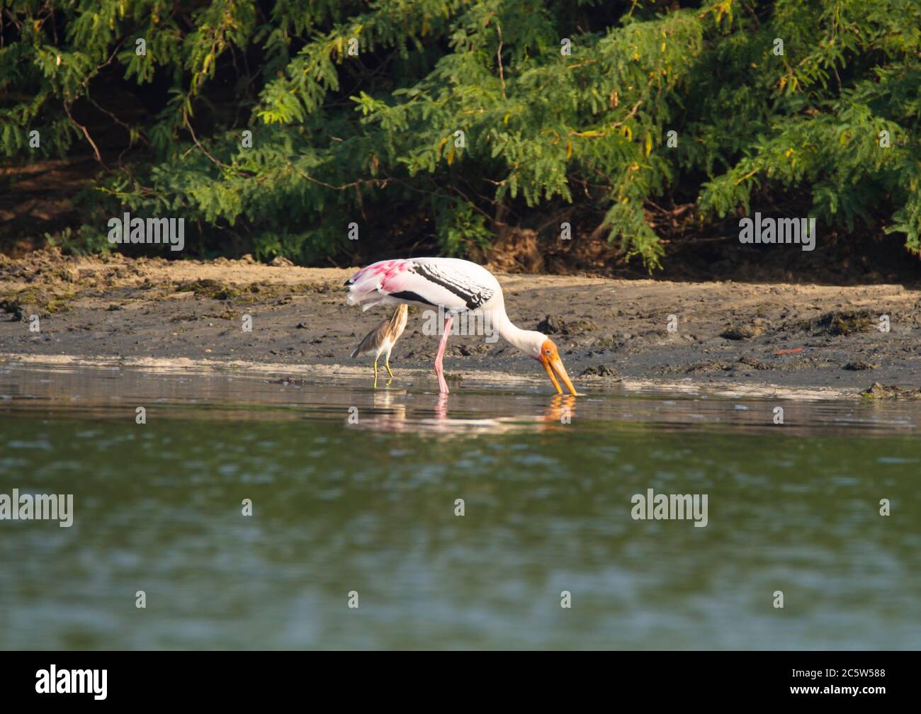 Painted storks in its habitat - Forest Stock Photo