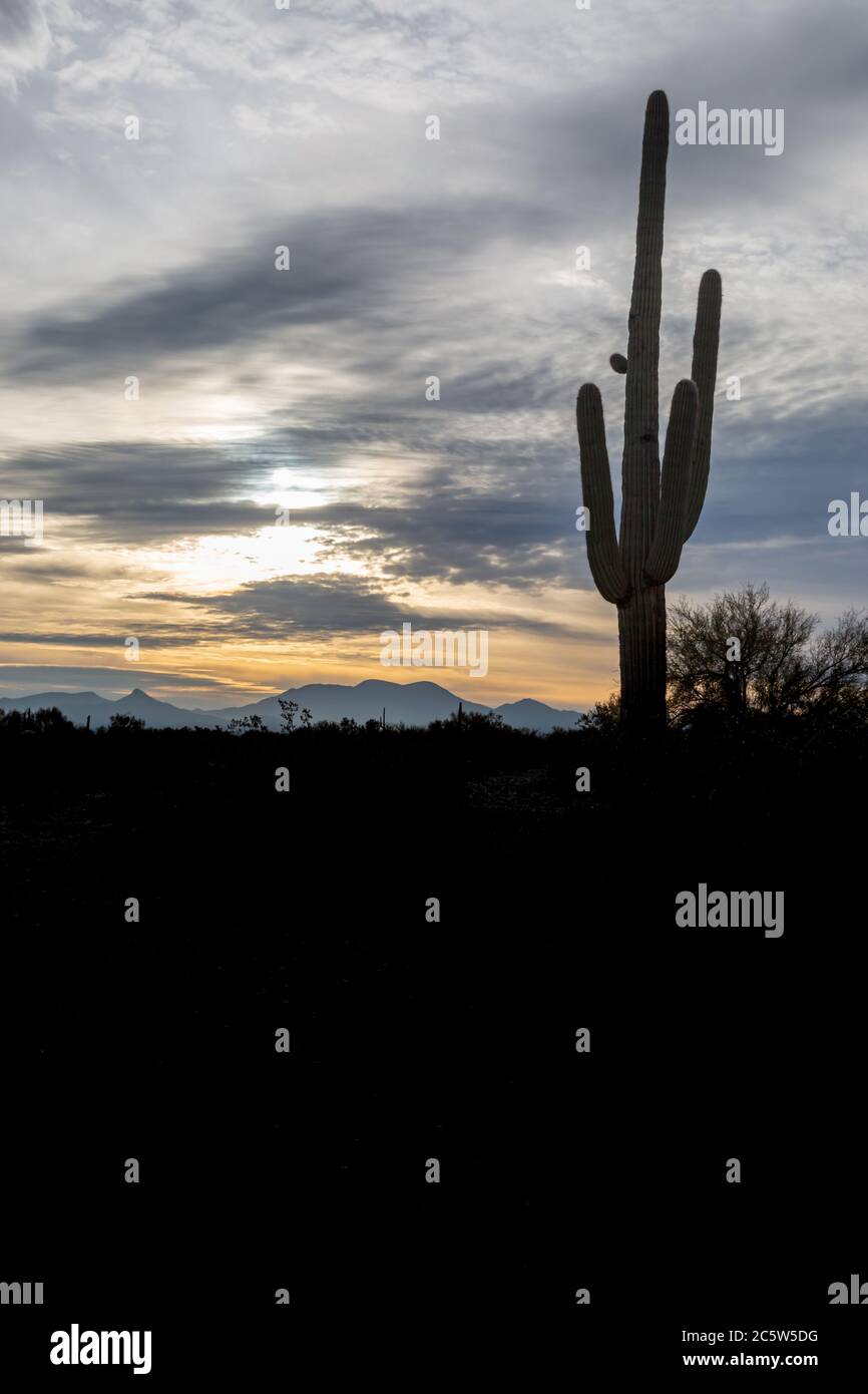 A saguaro cactus in the Sonoran Desert, silhouetted at sunrise Stock ...