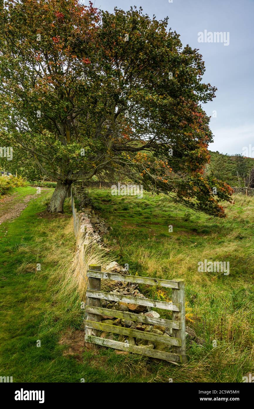 Landscape image of trees along country path and wooden footbridge