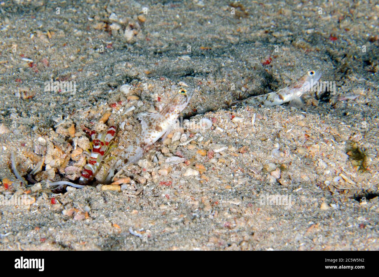Pair of Monster Shrimpgobies, Tomiyamichthys oni, with Randall's Snapping Shrimp, Alpheus randalli, cleaning hole, Yellow Coco dive site, Bangka Islan Stock Photo