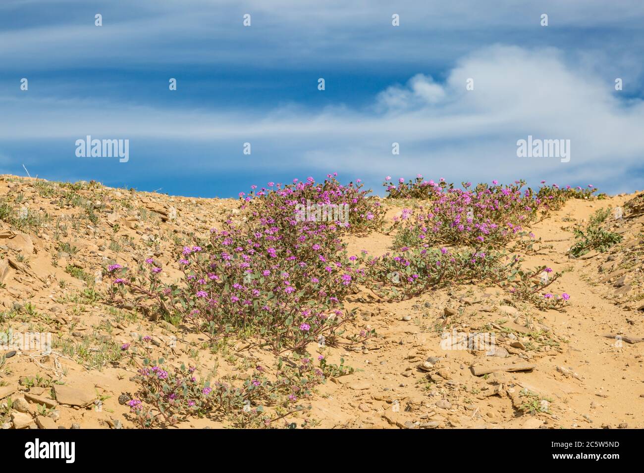 Purple desert sand-verbena plants growing in the Californian desert Stock Photo