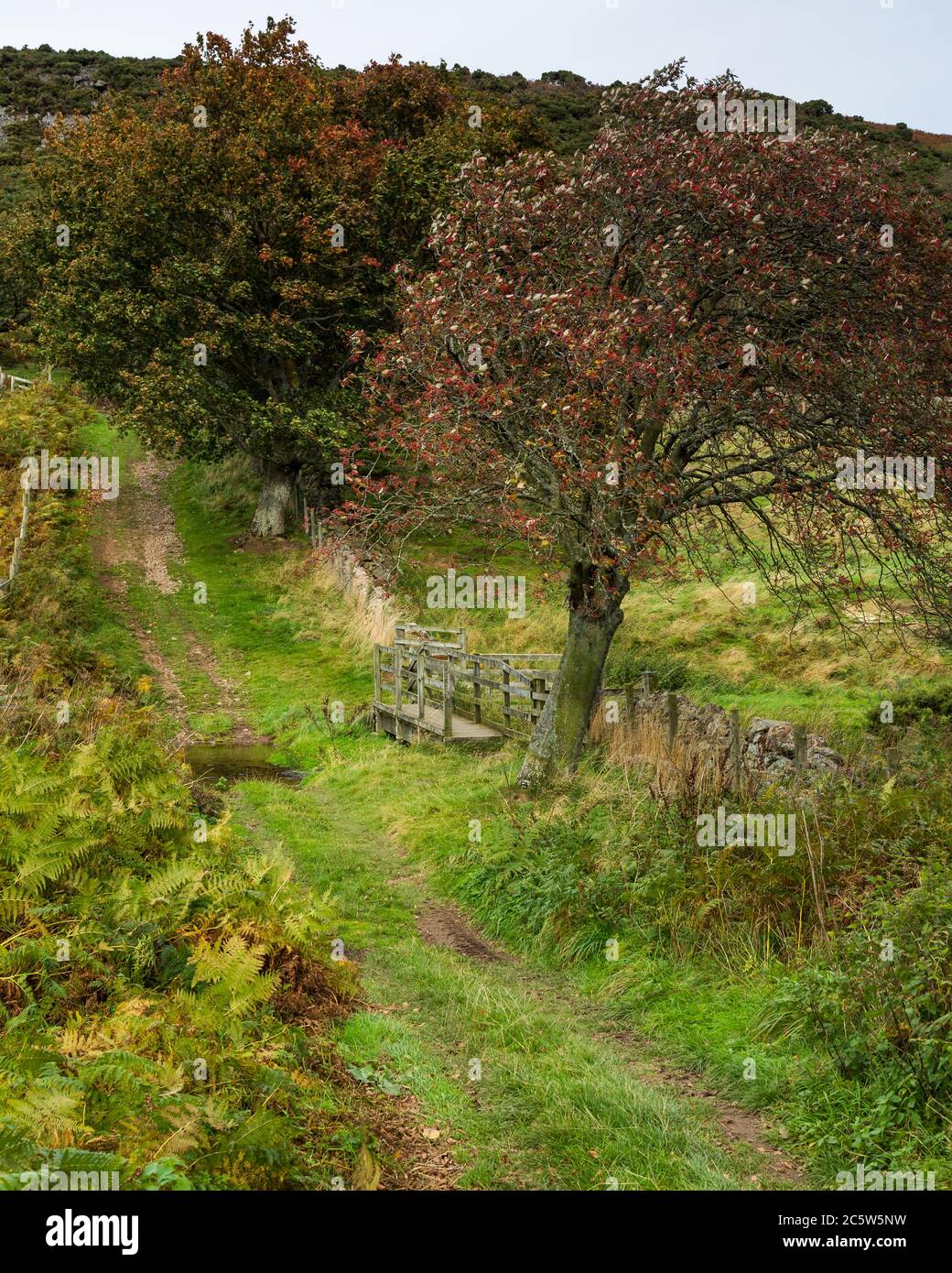 Landscape image of trees along country path and wooden footbridge