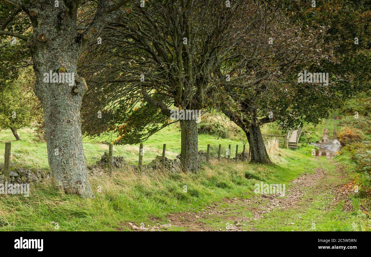 Landscape image of trees along country path and wooden footbridge. Wooler Common, Northumberland, England, UK> Stock Photo