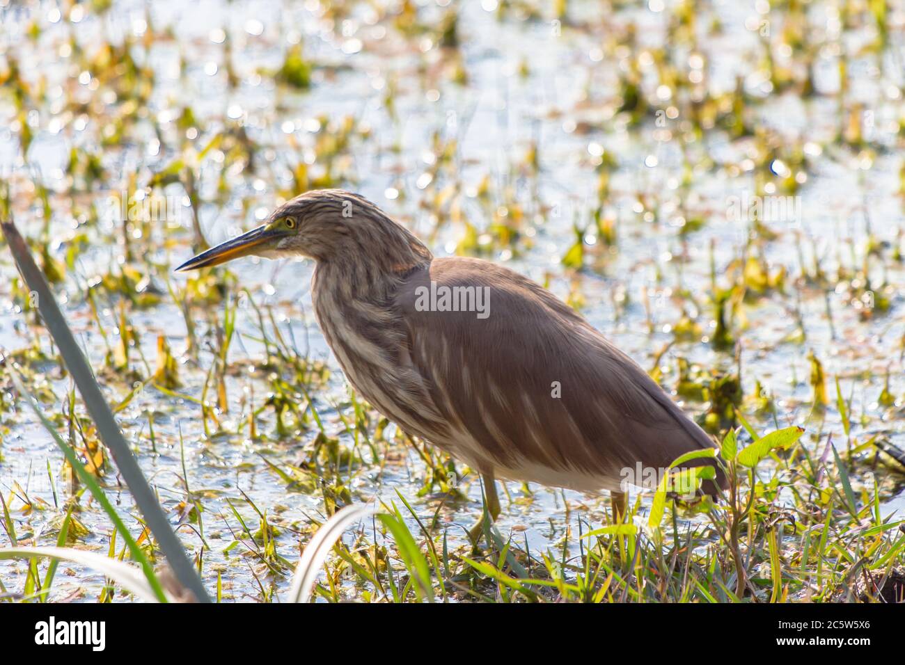 Indian pond heron Stock Photo - Alamy