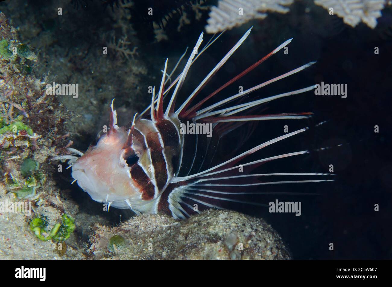 Clearfin Lionfish, Pterois radiata, night dive, Murex House Reef dive site, Bangka Island, north Sulawesi, Indonesia, Pacific Ocean Stock Photo