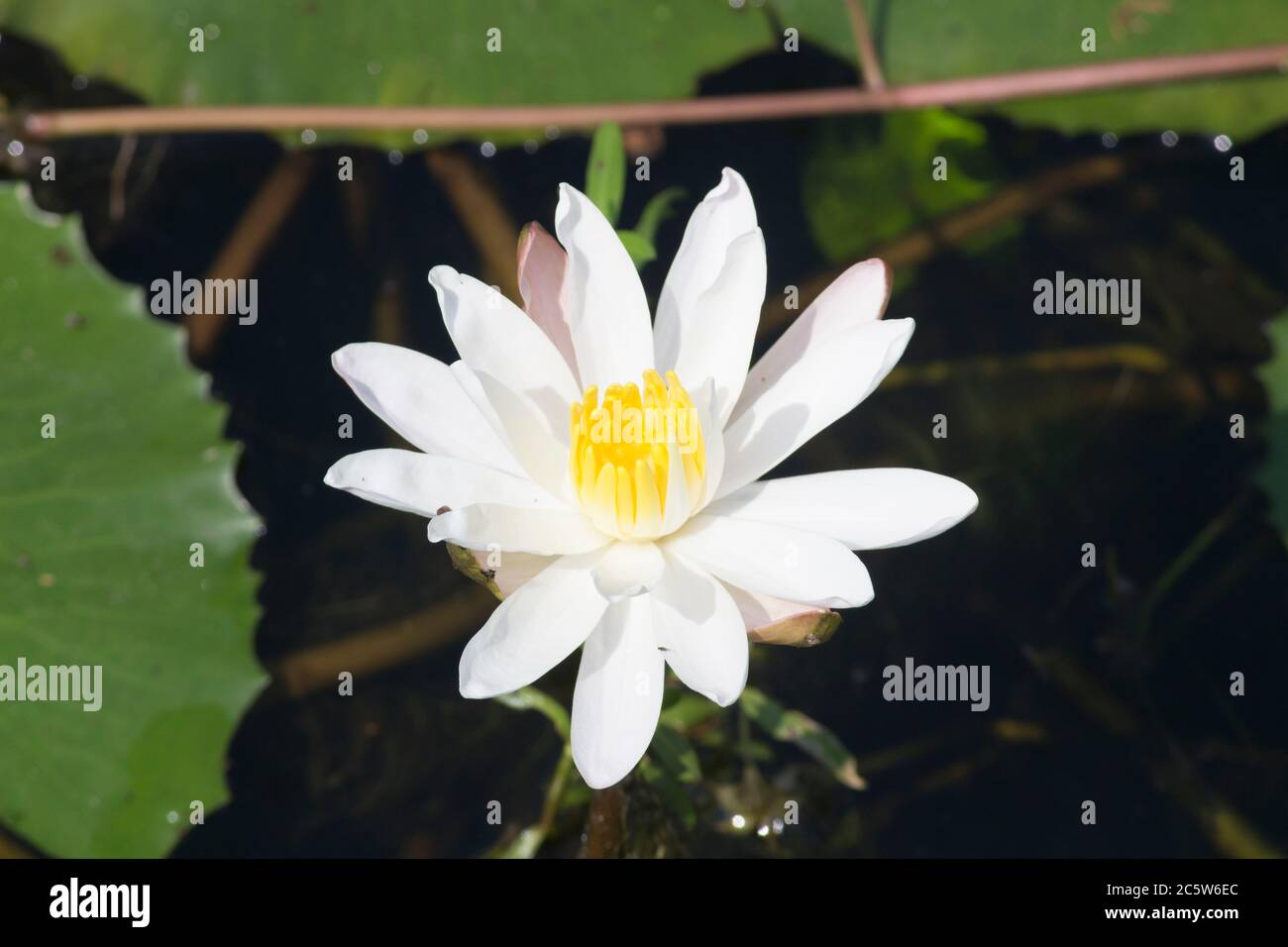 Water Lily flower closeup shot Stock Photo