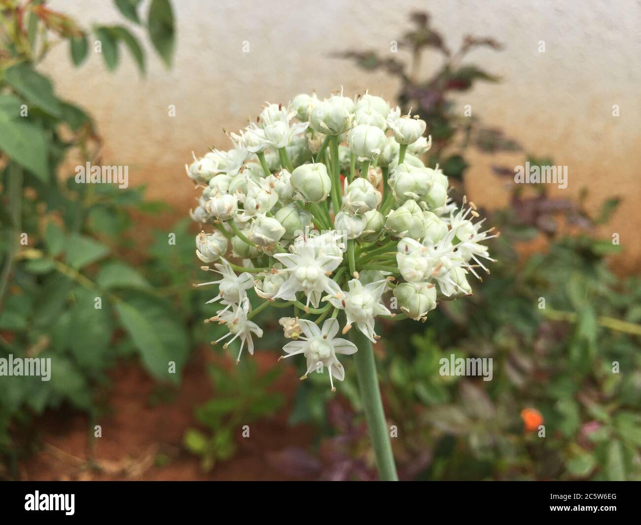 Onion weed hi-res stock photography and images - Alamy