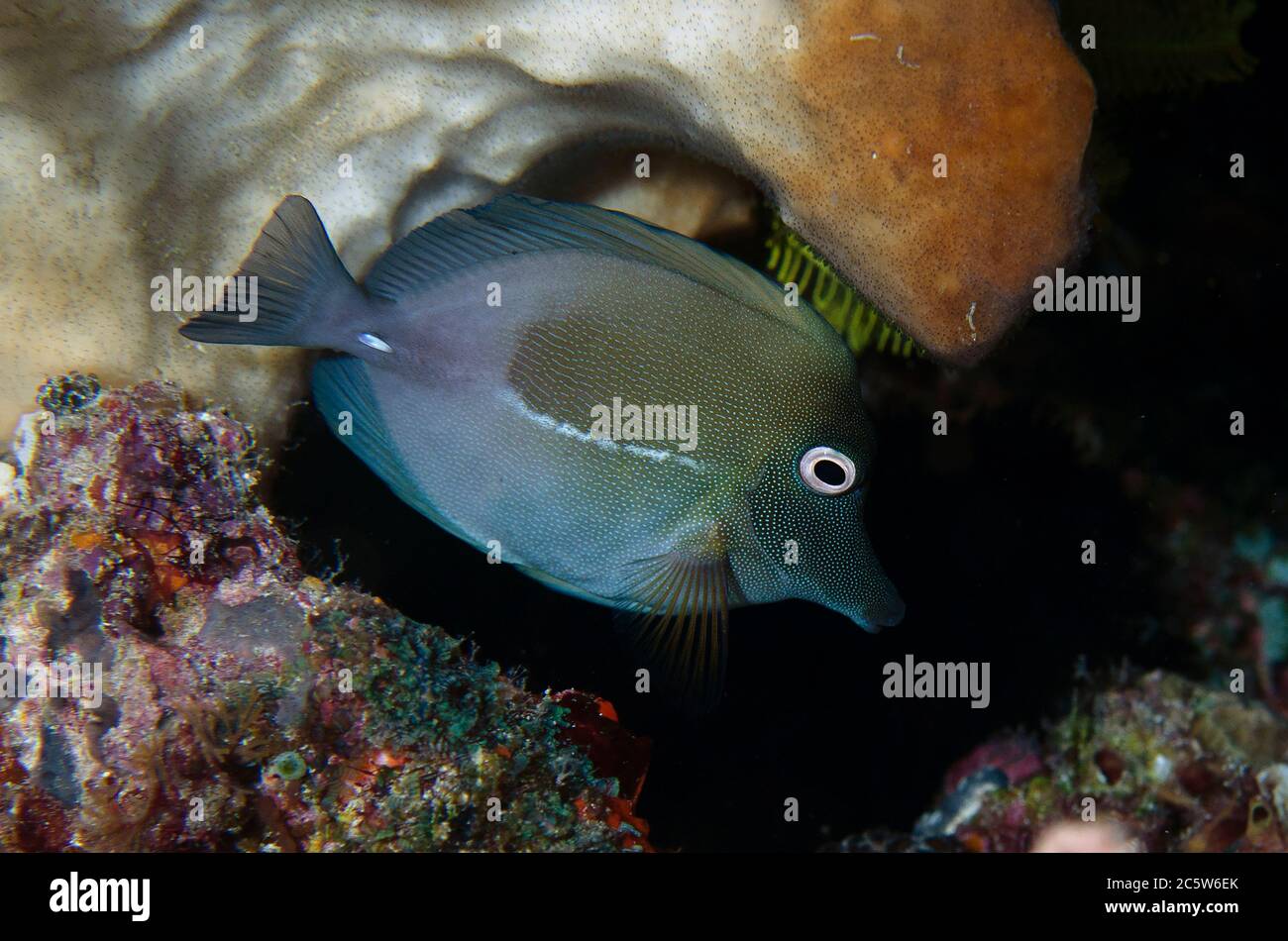 Brushtail Tang, Zebrasoma scopas, Murex House Reef dive site, Bangka Island, north Sulawesi, Indonesia, Pacific Ocean Stock Photo