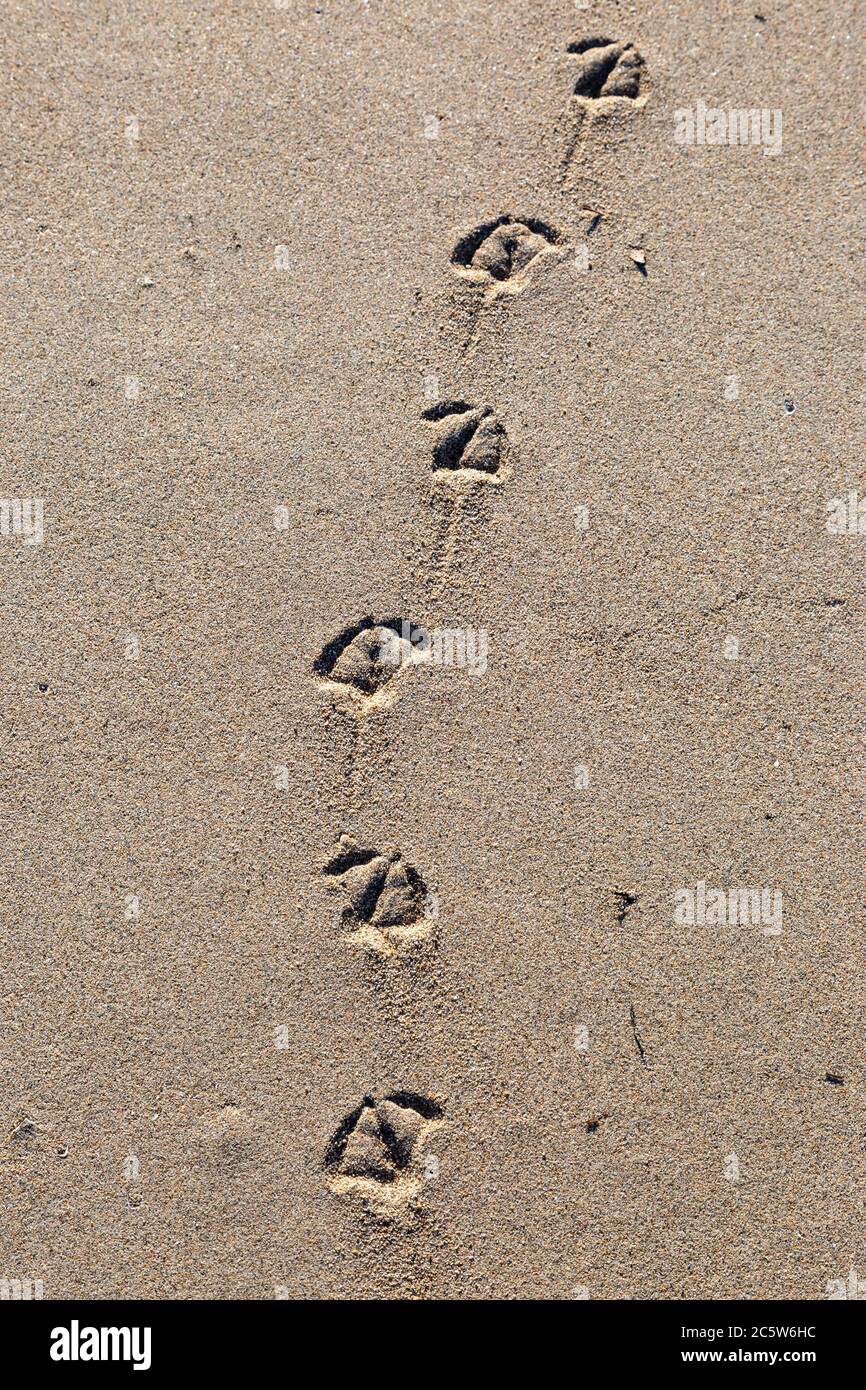 Bird footprints in the sand, at Huntingdon Beach on the Californian ...
