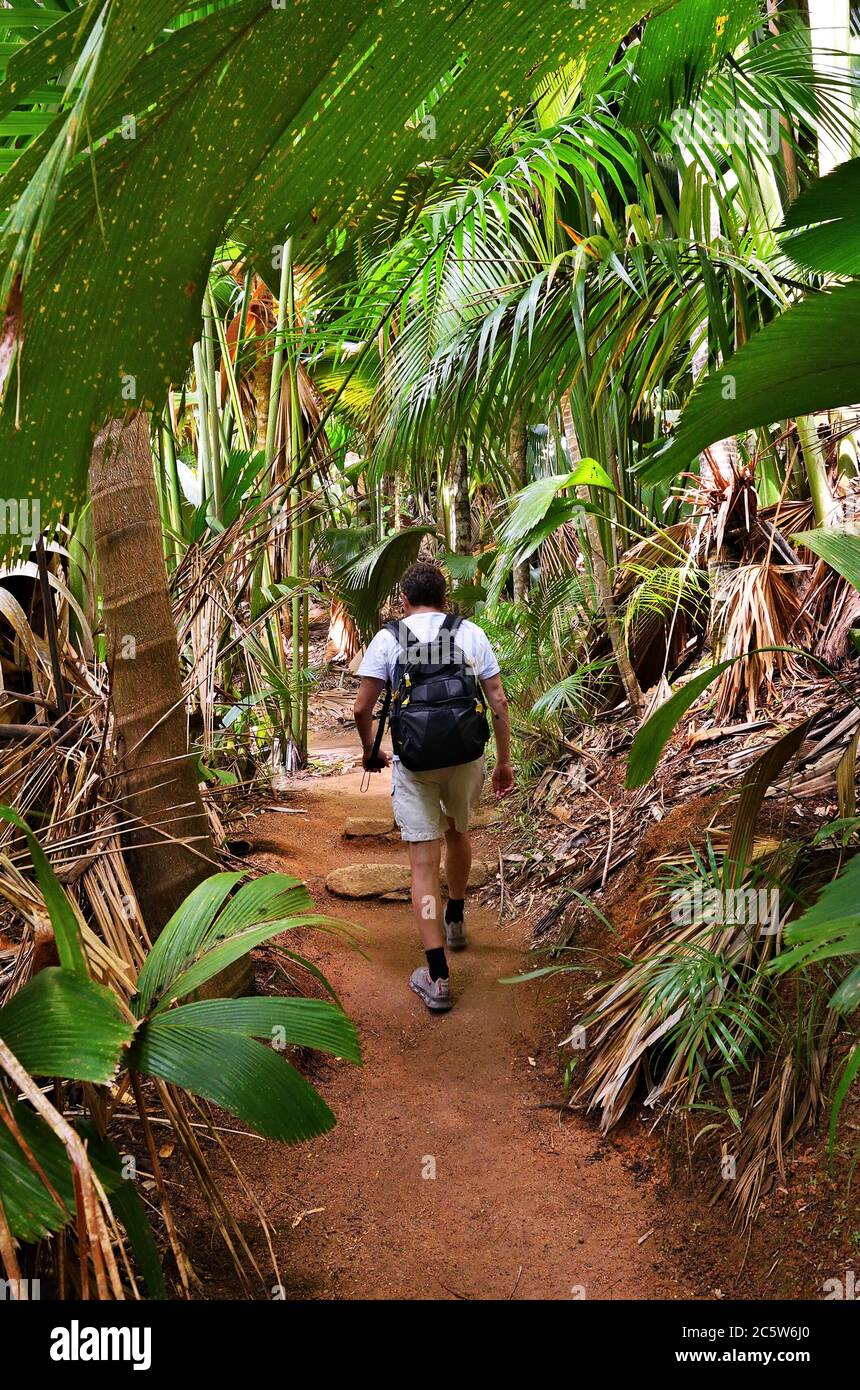 A Tropical Rainforest Tourist Walking On A Path In The Jungle Valle De Mai Stock Photo Alamy