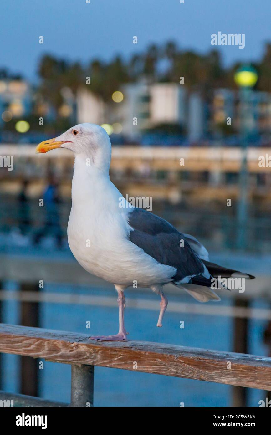 A one legged seagull perched o a fence, with evening light Stock Photo