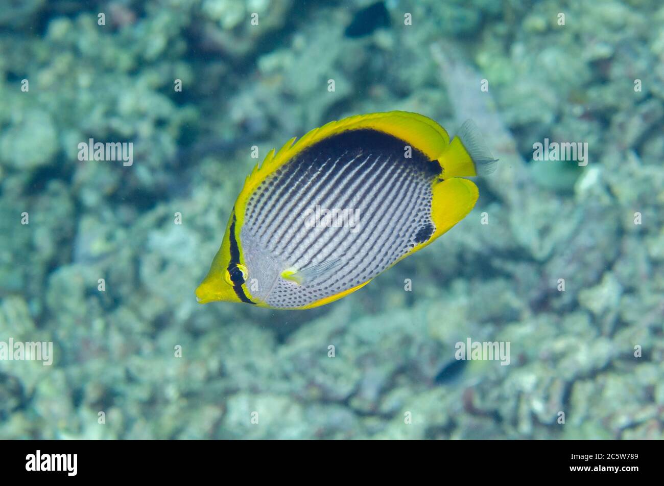 Black-backed Butterflyfish, Chaetodon melannotus, Tampa Fufu dive site, Bangka Island, north Sulawesi, Indonesia, Indonesia, Pacific Ocean Stock Photo